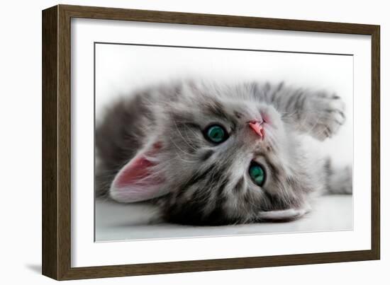 Kitten Rests - Isolated-Orhan-Framed Photographic Print