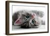 Kitten Rests - Isolated-Orhan-Framed Photographic Print