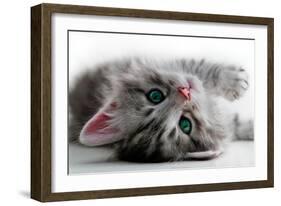 Kitten Rests - Isolated-Orhan-Framed Photographic Print