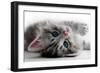 Kitten Rests - Isolated-Orhan-Framed Photographic Print