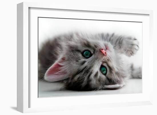 Kitten Rests - Isolated-Orhan-Framed Photographic Print