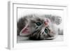 Kitten Rests - Isolated-Orhan-Framed Photographic Print