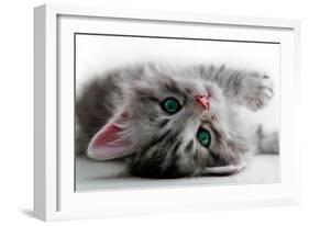 Kitten Rests - Isolated-Orhan-Framed Photographic Print