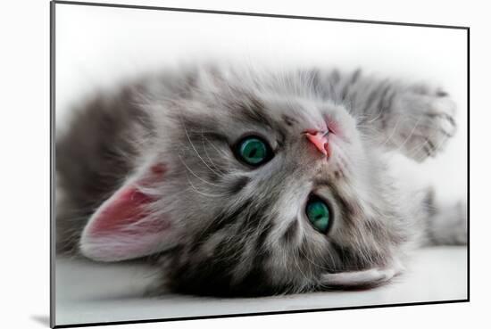 Kitten Rests - Isolated-Orhan-Mounted Photographic Print