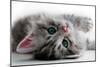 Kitten Rests - Isolated-Orhan-Mounted Photographic Print