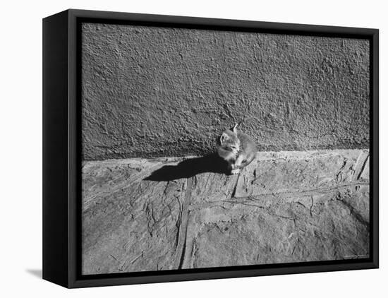 Kitten Sitting on Sunny Pavement-Gjon Mili-Framed Stretched Canvas