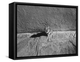 Kitten Sitting on Sunny Pavement-Gjon Mili-Framed Stretched Canvas