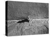 Kitten Sitting on Sunny Pavement-Gjon Mili-Stretched Canvas