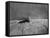 Kitten Sitting on Sunny Pavement-Gjon Mili-Framed Stretched Canvas