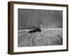 Kitten Sitting on Sunny Pavement-Gjon Mili-Framed Photographic Print