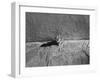 Kitten Sitting on Sunny Pavement-Gjon Mili-Framed Photographic Print