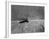 Kitten Sitting on Sunny Pavement-Gjon Mili-Framed Photographic Print