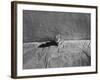 Kitten Sitting on Sunny Pavement-Gjon Mili-Framed Photographic Print