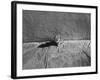 Kitten Sitting on Sunny Pavement-Gjon Mili-Framed Photographic Print