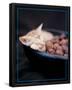 Kitten Sleeping in Bowl-null-Framed Poster