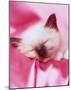 Kitten Sleeping-null-Mounted Poster