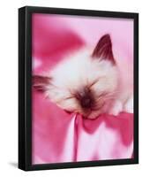 Kitten Sleeping-null-Framed Poster