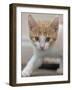 Kitten Stalking  2020  (photograph)-Ant Smith-Framed Photographic Print