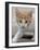 Kitten Stalking  2020  (photograph)-Ant Smith-Framed Photographic Print