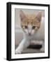 Kitten Stalking  2020  (photograph)-Ant Smith-Framed Photographic Print