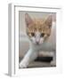 Kitten Stalking  2020  (photograph)-Ant Smith-Framed Photographic Print