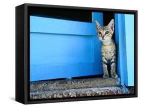 Kitten Standing in Doorway, Apia, Samoa-Will Salter-Framed Stretched Canvas