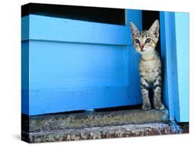 Kitten Standing in Doorway, Apia, Samoa-Will Salter-Stretched Canvas