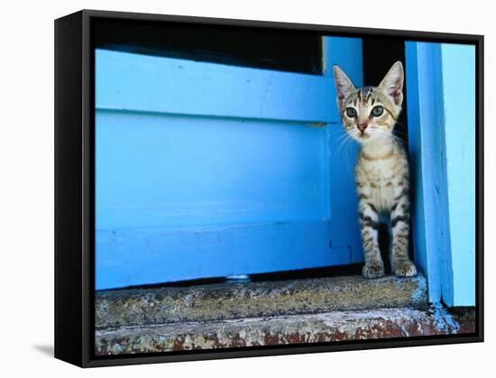 Kitten Standing in Doorway, Apia, Samoa-Will Salter-Framed Stretched Canvas