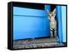 Kitten Standing in Doorway, Apia, Samoa-Will Salter-Framed Stretched Canvas