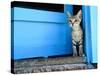 Kitten Standing in Doorway, Apia, Samoa-Will Salter-Stretched Canvas