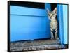 Kitten Standing in Doorway, Apia, Samoa-Will Salter-Framed Stretched Canvas