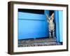 Kitten Standing in Doorway, Apia, Samoa-Will Salter-Framed Premium Photographic Print