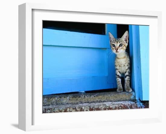 Kitten Standing in Doorway, Apia, Samoa-Will Salter-Framed Premium Photographic Print