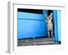 Kitten Standing in Doorway, Apia, Samoa-Will Salter-Framed Premium Photographic Print