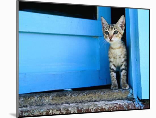 Kitten Standing in Doorway, Apia, Samoa-Will Salter-Mounted Premium Photographic Print