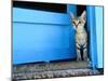 Kitten Standing in Doorway, Apia, Samoa-Will Salter-Mounted Premium Photographic Print