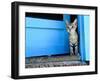 Kitten Standing in Doorway, Apia, Samoa-Will Salter-Framed Photographic Print