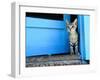 Kitten Standing in Doorway, Apia, Samoa-Will Salter-Framed Photographic Print