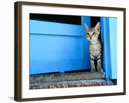 Kitten Standing in Doorway, Apia, Samoa-Will Salter-Framed Photographic Print