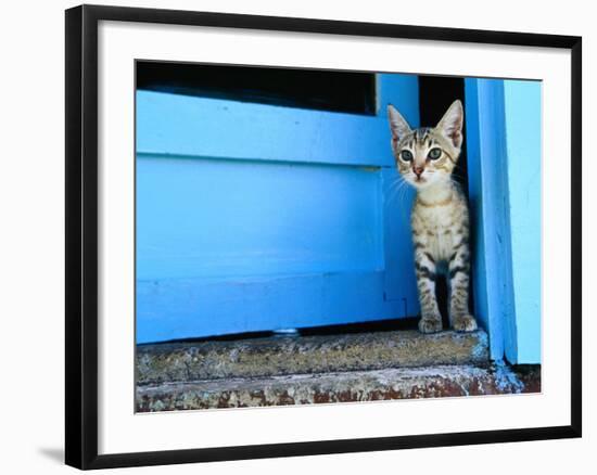 Kitten Standing in Doorway, Apia, Samoa-Will Salter-Framed Photographic Print