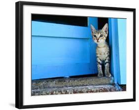 Kitten Standing in Doorway, Apia, Samoa-Will Salter-Framed Photographic Print