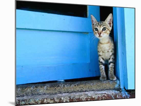 Kitten Standing in Doorway, Apia, Samoa-Will Salter-Mounted Photographic Print