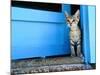Kitten Standing in Doorway, Apia, Samoa-Will Salter-Mounted Photographic Print