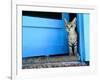 Kitten Standing in Doorway, Apia, Samoa-Will Salter-Framed Photographic Print