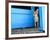 Kitten Standing in Doorway, Apia, Samoa-Will Salter-Framed Photographic Print