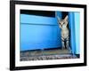 Kitten Standing in Doorway, Apia, Samoa-Will Salter-Framed Photographic Print