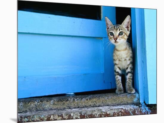 Kitten Standing in Doorway, Apia, Samoa-Will Salter-Mounted Photographic Print