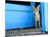 Kitten Standing in Doorway, Apia, Samoa-Will Salter-Mounted Photographic Print