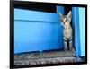 Kitten Standing in Doorway, Apia, Samoa-Will Salter-Framed Photographic Print