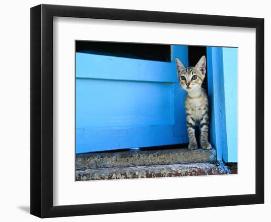 Kitten Standing in Doorway, Apia, Samoa-Will Salter-Framed Photographic Print